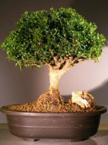 Japanese Kingsville Boxwood Bonsai Tree<br><i>(buxus microphylla compacta)</i>