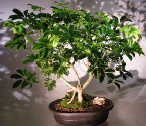 Hawaiian Umbrella Bonsai Tree<br>Banyan Style<br><i>(arboricola schfflera)</i>