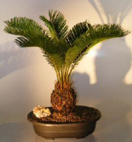 Sago Palm Bonsai Tree<br><i></i>(cycas revoluta)