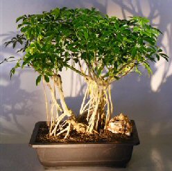 Hawaiian Umbrella Bonsai Tree<br><i></i>Banyan Style<br><i></i>(arboricola schfflera)