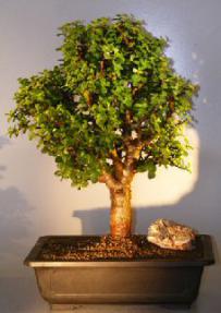 Baby Jade Bonsai Tree<br><i></i>(Portulacaria Afra)