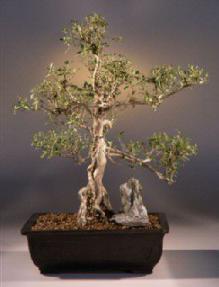 OUT OF STOCK (04-11-05) Flowering White Serissa-Bonsai Tree of a Thousand Stars<br><i>(serissa japonica)</i>