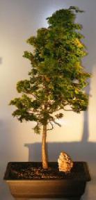 Golden Hinoki Cypress<br><i></i>(chamecyparis obtusa 'verdoni') 