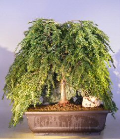 Dwarf Weeping Hemlock Bonsai Tree<br><i></i>(Tsuga Canadensis) 'coles prostmate'