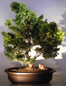 Dwarf Hinoki Cypress Bonsai Tree<br><i></i>(chamecyparis 