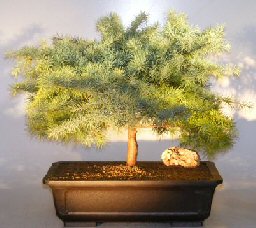 Himalayan Cedar Bonsai Tree<br><i></i>(cedrus deodara) 