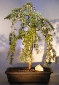 Weeping Atlas Blue Cedar Bonsai Tree<br><i></i>(cedrus glauca pendula)
