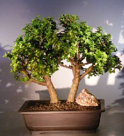 Baby Jade Bonsai Tree - Double Trunk<br><i></i>(Portulacaria Afra)
