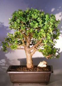 Baby Jade Bonsai Tree<br><i></i>(Portulacaria Afra)
