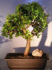 Baby Jade Bonsai Tree<br><i>(Portulacaria Afra)</i>