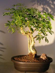 Hawaiian Umbrella Bonsai Tree<br><i></i>Banyan Style<br><i></i>(arboricola schfflera)