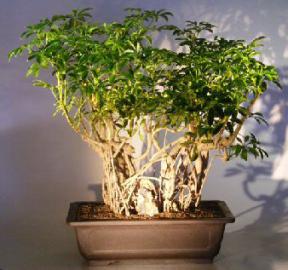 Hawaiian Umbrella Bonsai Tree (Variegated)<br><i></i>Banyan Style<br><i></i>(arboricola schefflera)