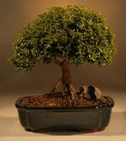 Japanese Kingsville Boxwood Bonsai Tree<br>(buxus microphylla 'compacta')
