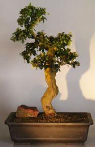 Flowering Fukien Tea Bonsai Tree<br><i>(ehretia microphylla)</i>