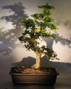 Flowering Fukien Tea Bonsai Tree<br><i>(ehretia microphylla)</i>