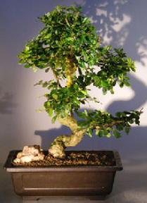 Flowering Fukien Tea Bonsai Tree<br><i></i>(ehretia microphylla)