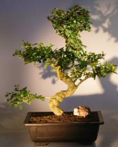 Flowering Fukien Tea Bonsai Tree<br><i></i>(ehretia microphylla)