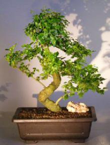 Flowering Ligustrum Bonsai Tree<br><i></i>(ligustrum lucidum) 