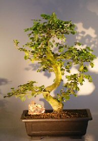 Flowering Ligustrum Bonsai Tree<br><i></i>(ligustrum lucidum)