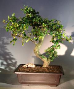 Flowering Fukien Tea Bonsai Tree<br><i></i>(ehretia microphylla)