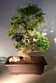 Flowering Ligustrum Bonsai Tree<br><i></i>(ligustrum lucidum)