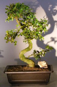 Flowering Ligustrum Bonsai Tree<br><i></i>(ligustrum lucidum)
