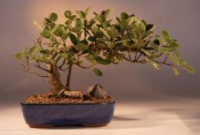 Green Emerald Ficus Bonsai Tree<br><i>(ficus microcarpa)</i>