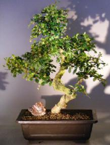 Flowering Fukien Tea Bonsai Tree<br><i></i>(ehretia microphylla)