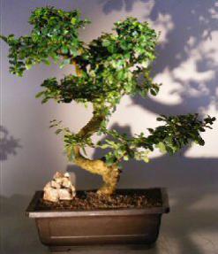 Flowering Fukien Tea Bonsai Tree<br><i></i>(ehretia microphylla)