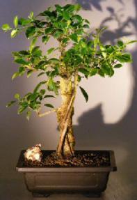 Ficus Retusa Bonsai Tree<br>Banyan Style<br><i>(ficus retusa)</i>