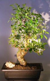 Ficus Retusa Bonsai Tree<br>Curved Trunk & Tiered Branching Style<br><i>(ficus retusa)</i>