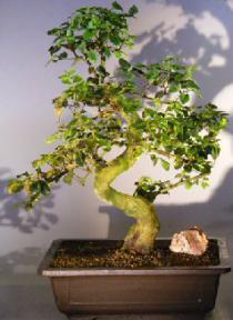 Flowering Ligustrum Bonsai Tree<br><i></i>Curved Trunk & Tiered Branching Style<br><i></i>(ligustrum lucidum)