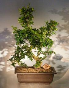 Flowering Fukien Tea Bonsai Tree<br>Curved Trunk & Tiered Branching Style<br><i>(ehretia microphylla)</i>