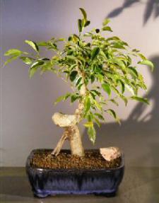 Oriental Ficus Bonsai Tree<br>Coiled Trunk with Banyan Roots<br><i>(benjamina 'orientalis')</i>