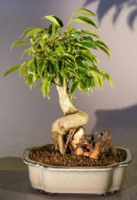 Oriental Ficus Bonsai Tree<br><i></i>Coiled Trunk with Banyan Roots<br><i></i>(benjamina 'orientalis')