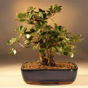 Green Emerald Ficus Bonsai Tree<br><i>(ficus microcarpa)</i>