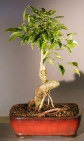 Oriental Ficus Bonsai Tree<br>Coiled Trunk with Banyan Roots<br><i>(benjamina 'orientalis')</i>