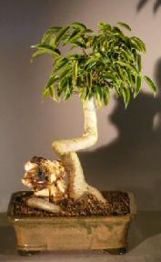 Oriental Ficus Bonsai Tree<br>Coiled Trunk with Banyan Roots<br><i>(benjamina 'orientalis')</i>