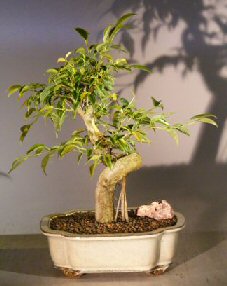 Oriental Ficus Bonsai Tree<br>Coiled Trunk with Banyan Roots<br><i>(benjamina 'orientalis')</i>