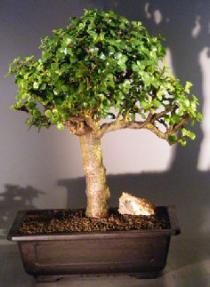 Baby Jade Bonsai Tree<br><i></i>(Portulacaria Afra)