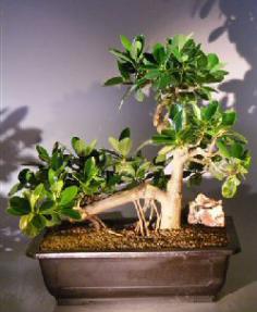 Green Emerald Ficus Bonsai Tree<br><i></i>Banyan Style<br><i></i>(ficus microcarpa)