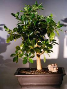 Green Emerald Ficus Bonsai Tree<br><i></i>(ficus microcarpa)