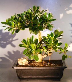 Green Emerald Ficus Bonsai Tree<br><i></i>Banyan Style<br><i></i>(ficus microcarpa)