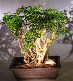 Hawaiian Umbrella Bonsai Tree<br><i></i>Banyan Style<br><i></i>(arboricola schfflera)