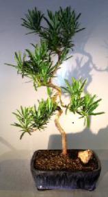 Flowering Podocarpus Bonsai Tree<br>Coiled Trunk<br><i>(podocarpus macrophyllus)</i>