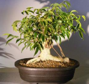 Oriental Ficus Bonsai Tree<br><i></i>Banyan Style<br><i></i>(benjamina 'orientalis')