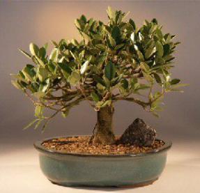 Green Emerald Ficus Bonsai Tree<br><i>(ficus microcarpa)</i>