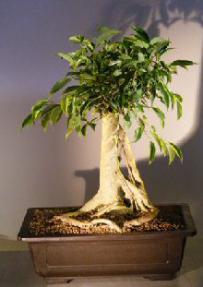 Oriental Ficus Bonsai Tree<br>Banyan Style<br><i>(benjamina 'orientalis')</i>