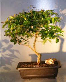 Flowering Surinam Cherry Bonsai Tree<br>Curved Trunk Style<br><i>(eugenia uniflora)</i>