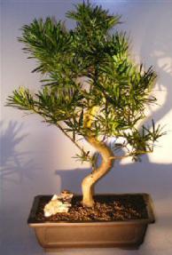 Flowering Podocarpus Bonsai Tree with Curved Trunk<br><i></i>(podocarpus macrophyllus)